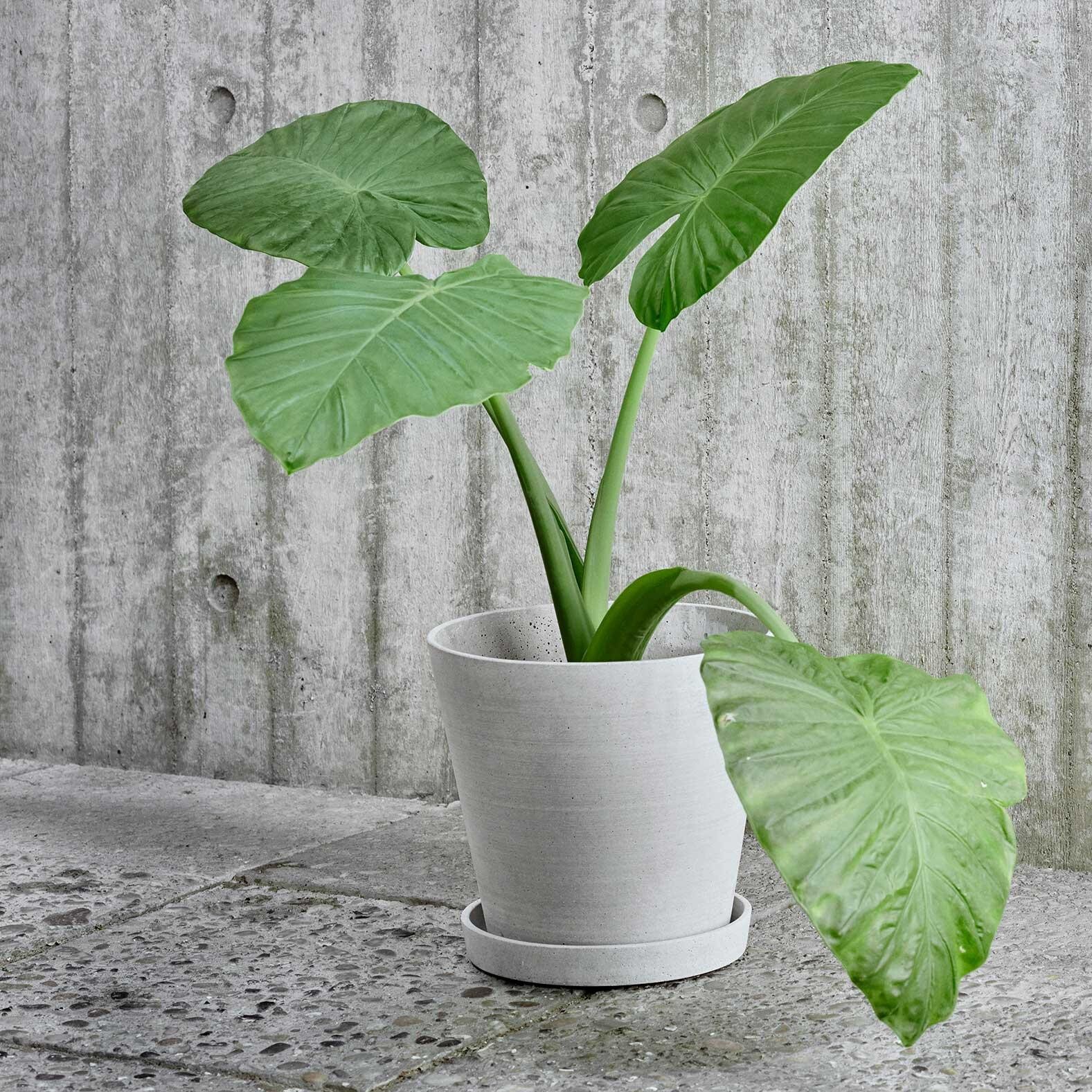 Flowerpot With Saucer L