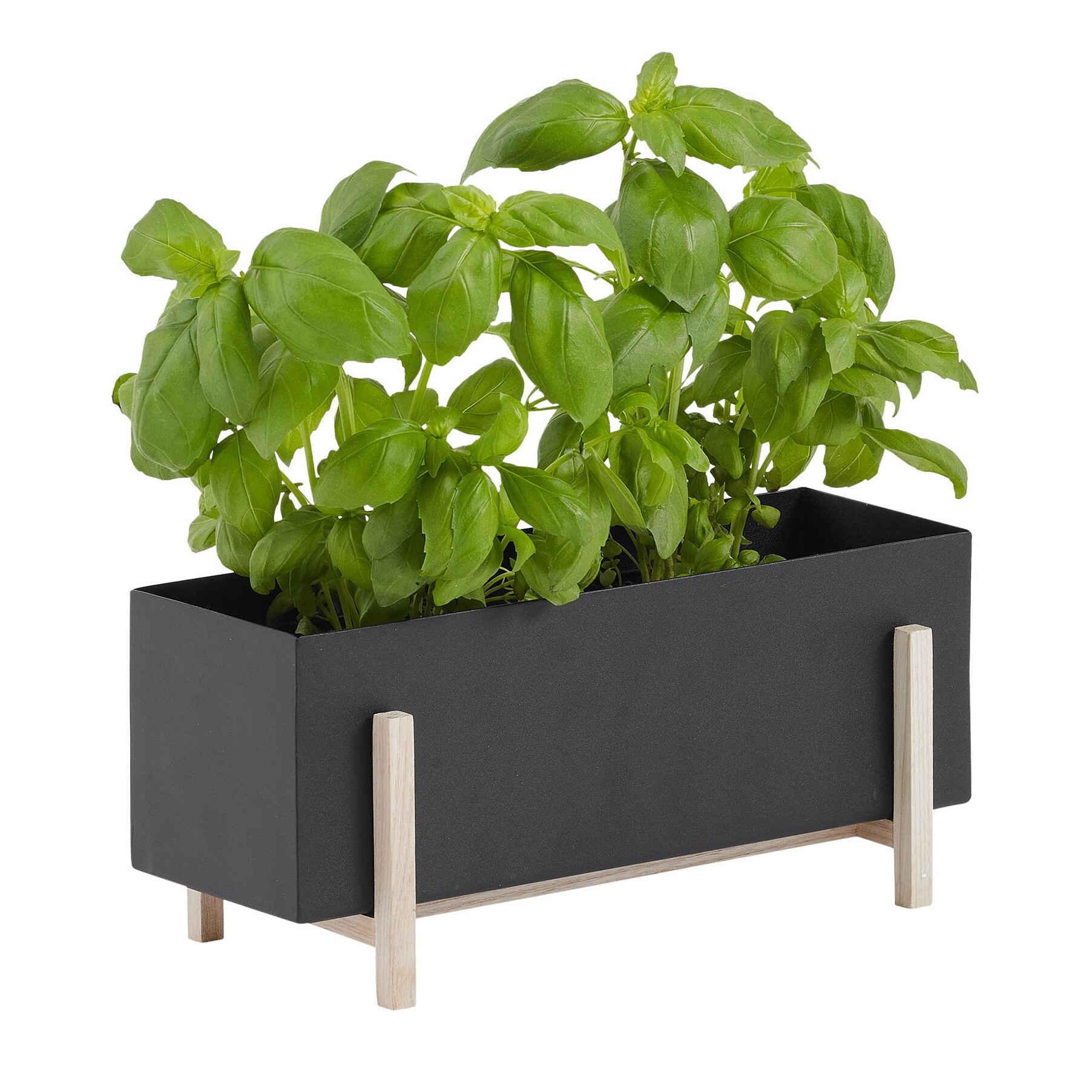 Botanic Plant Box