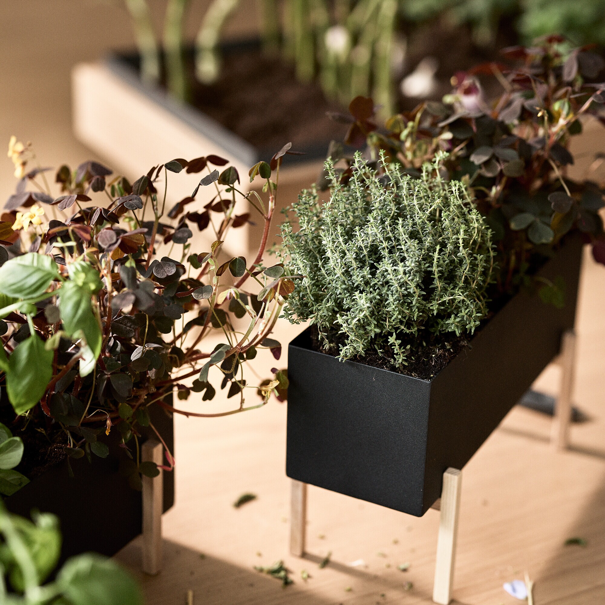 Botanic Plant Box
