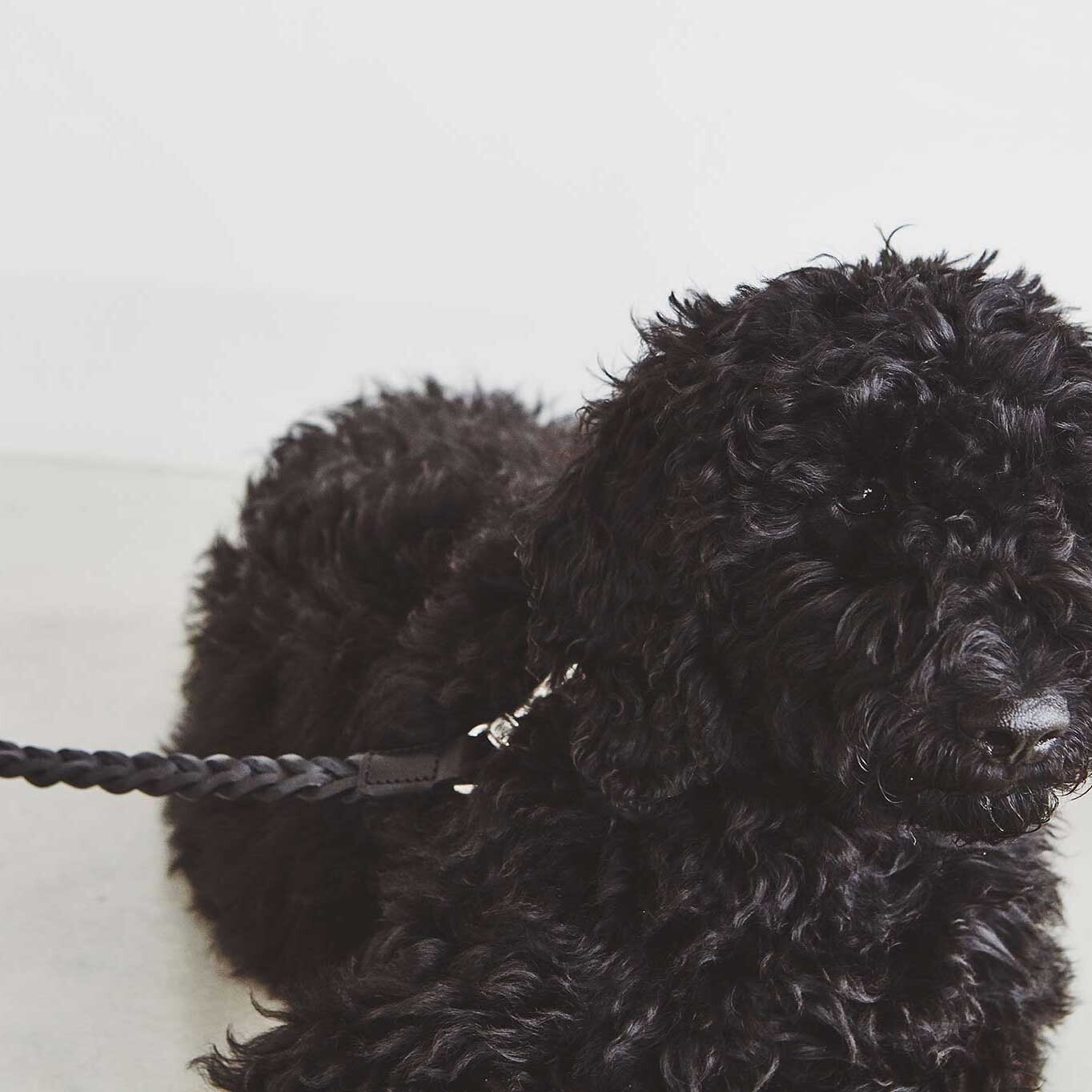 Bergamo Braided Dog Lead