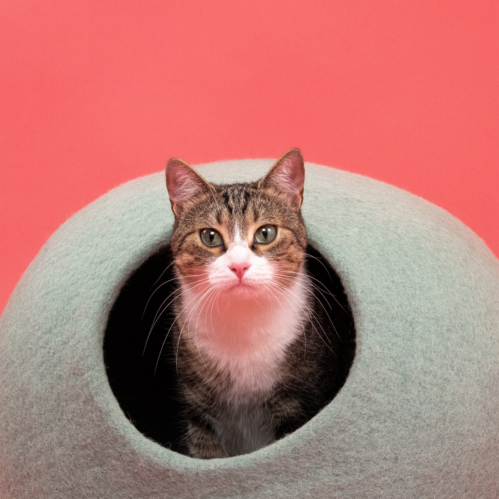 Fine Cat Cave