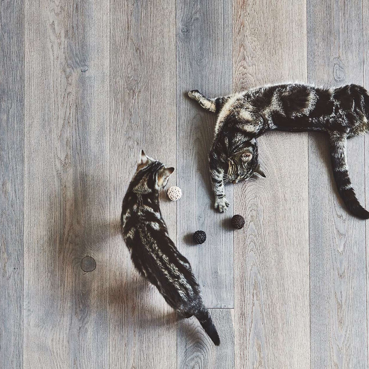 Filo Cat Toy Ball Set of 3