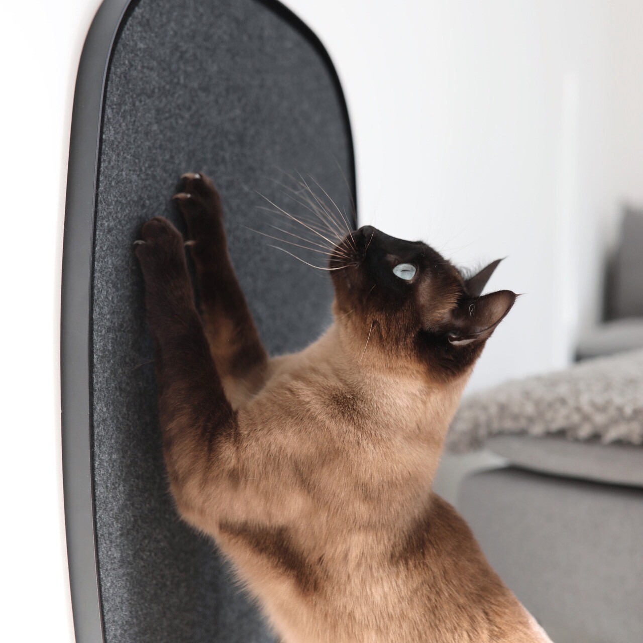 Pannello Scratch Panel