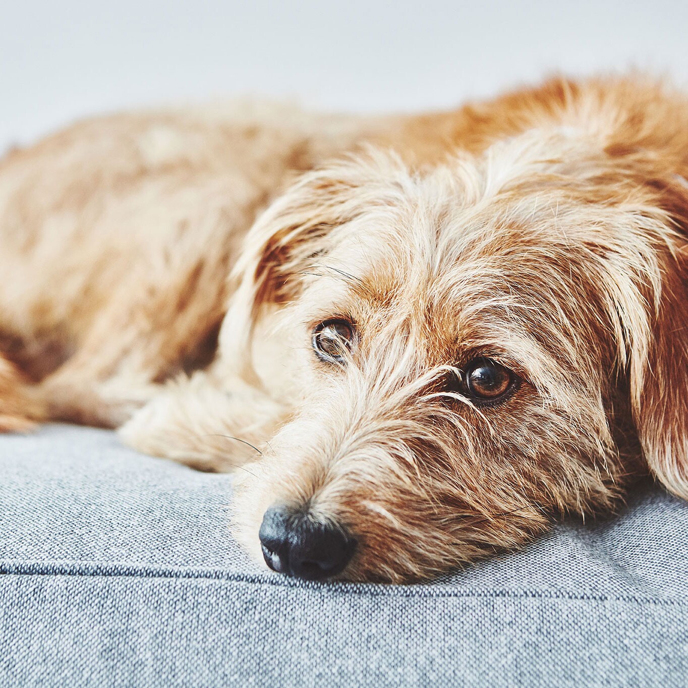 Stella Dog Lounge Pillow ML