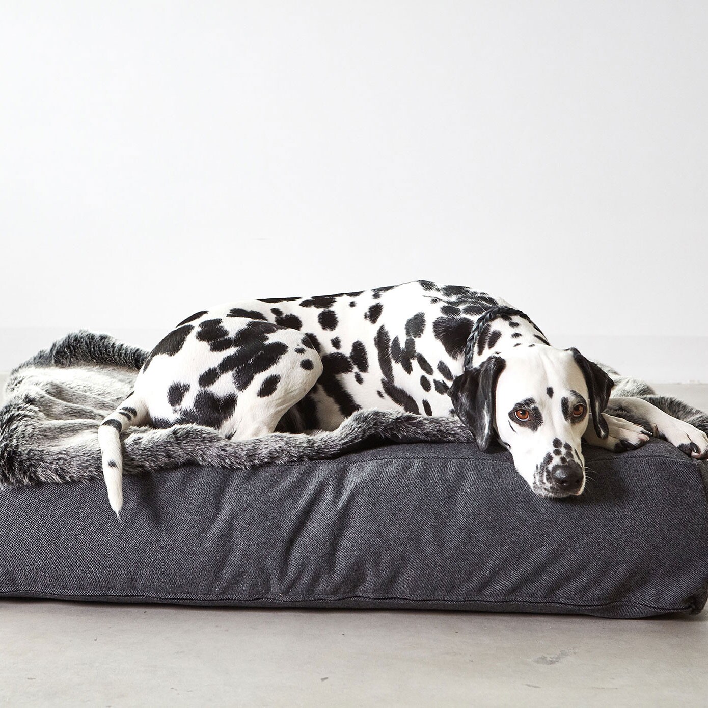 Stella Dog Lounge Pillow ML