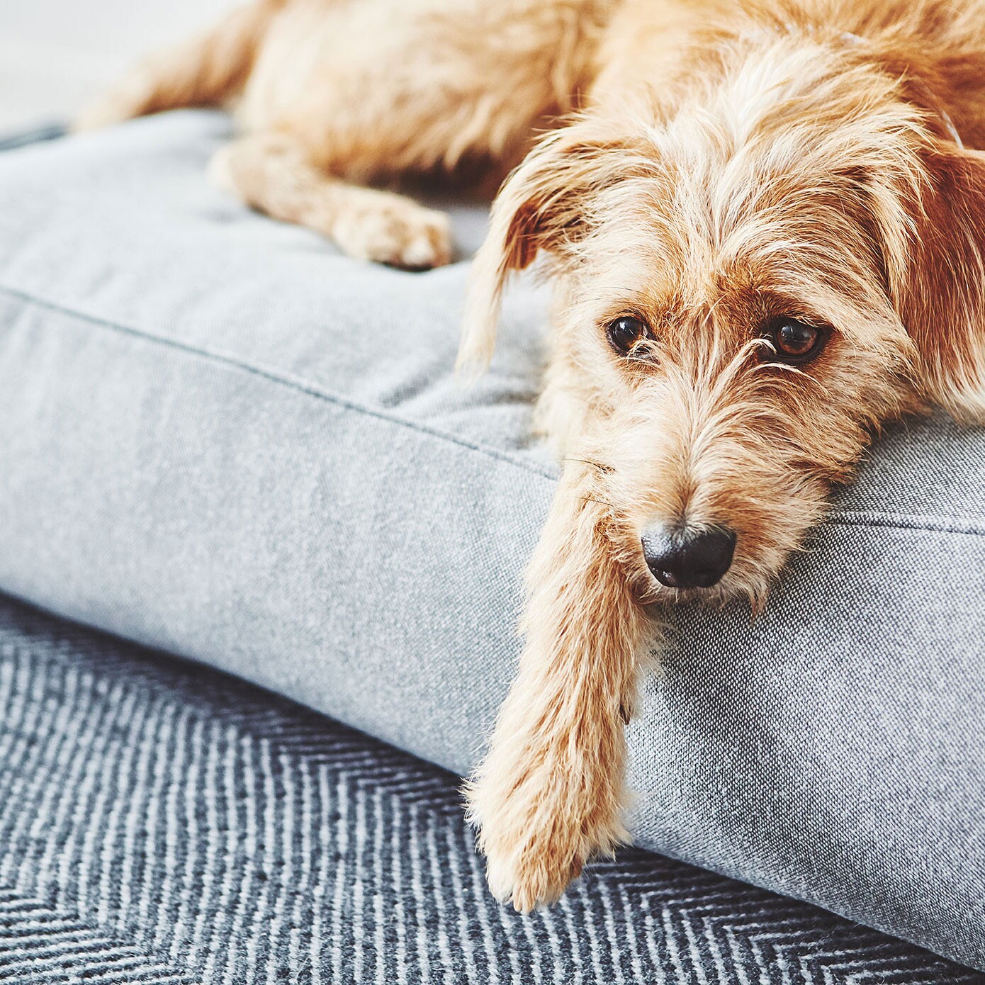 Stella Dog Lounge Pillow ML