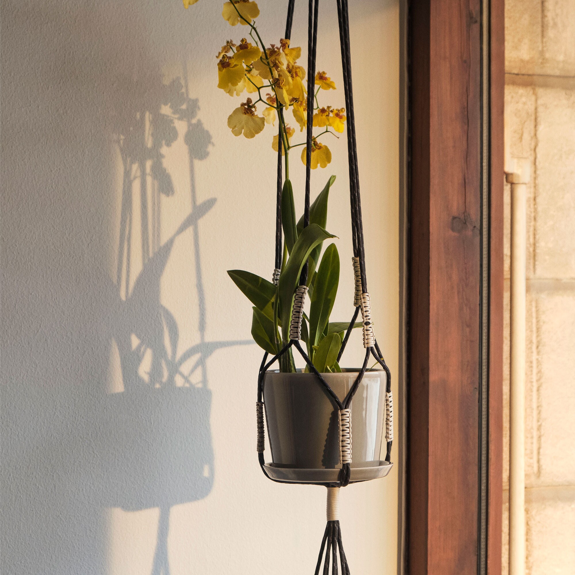 Phanta Plant Hanger