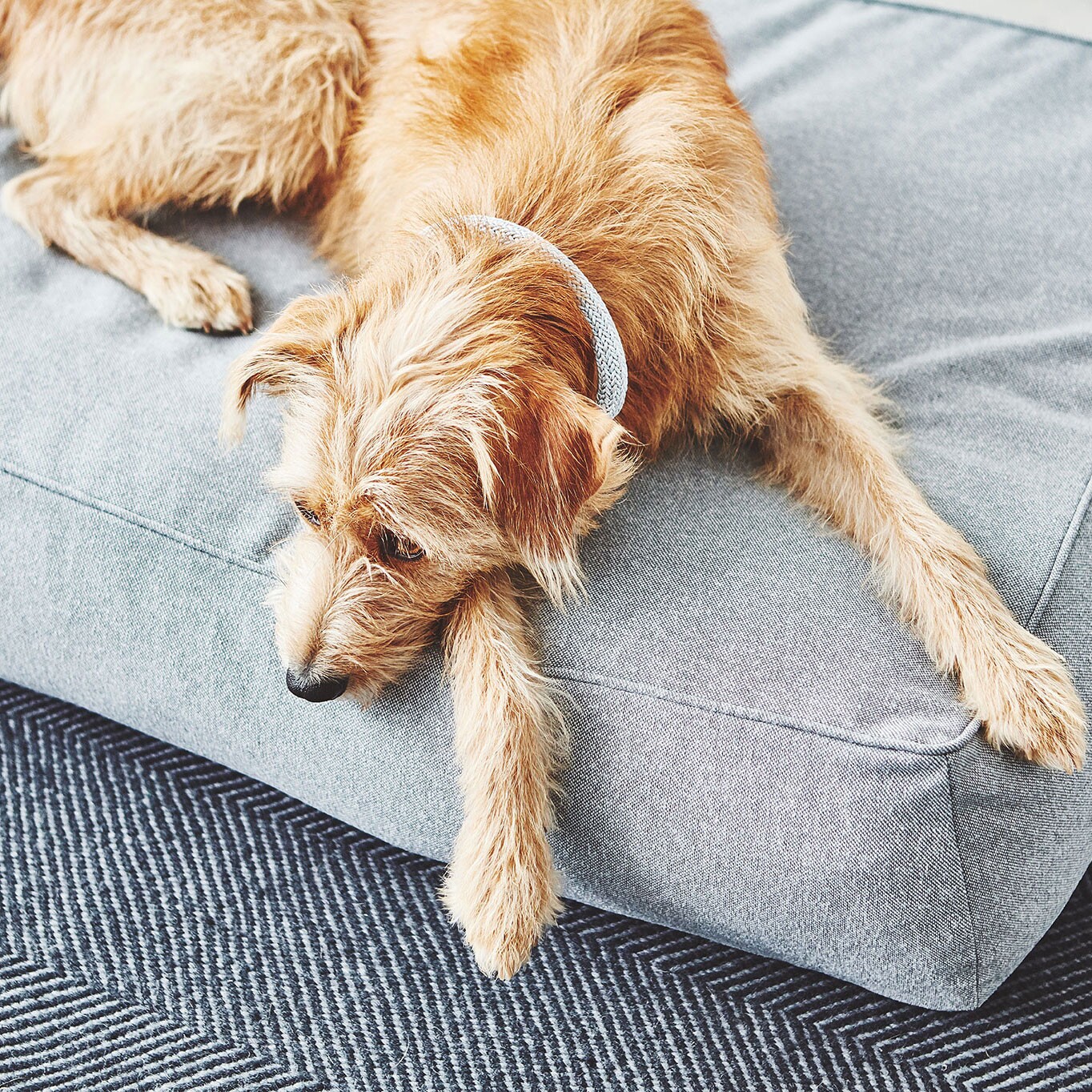 Stella Dog Lounge Pillow ML