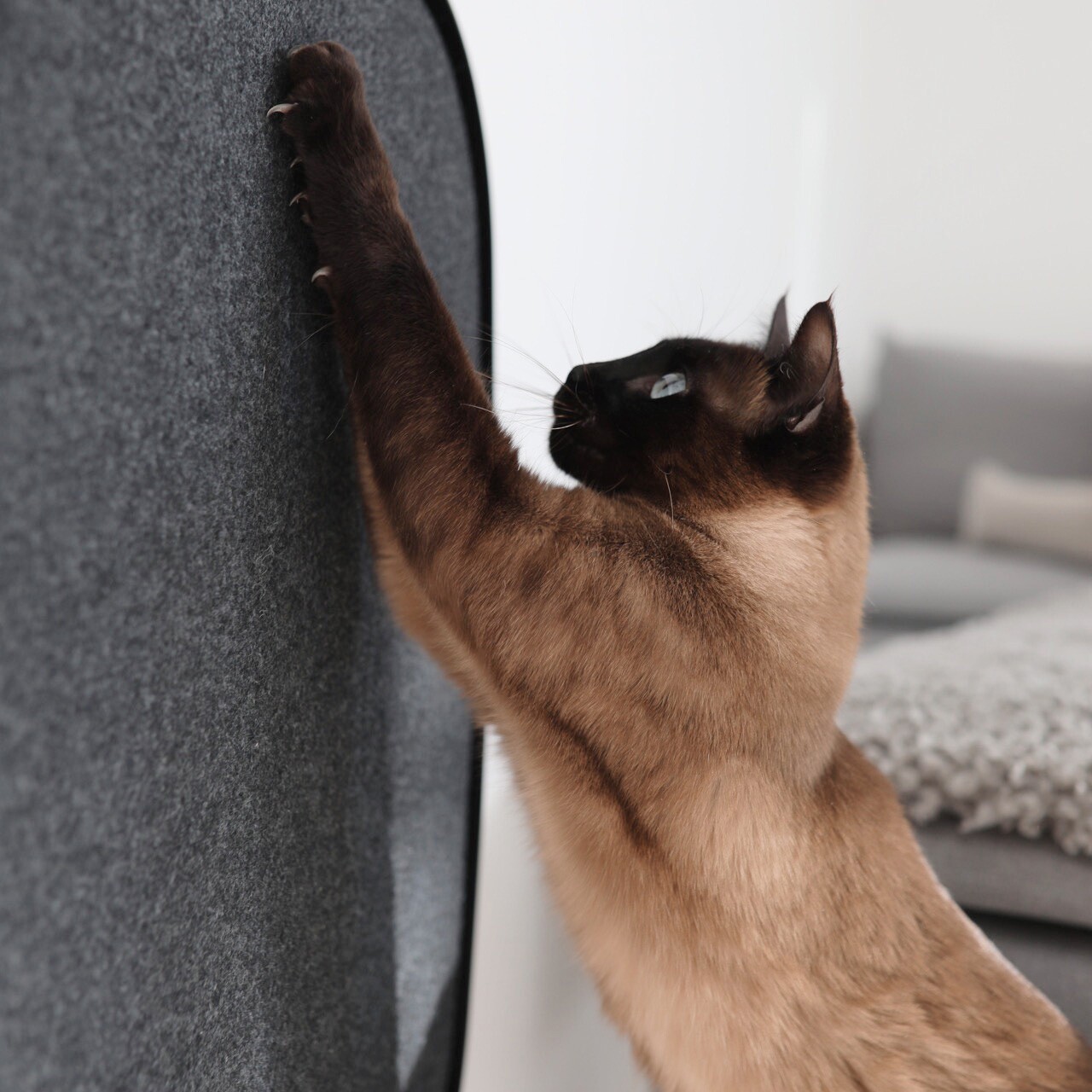 Pannello Scratch Panel