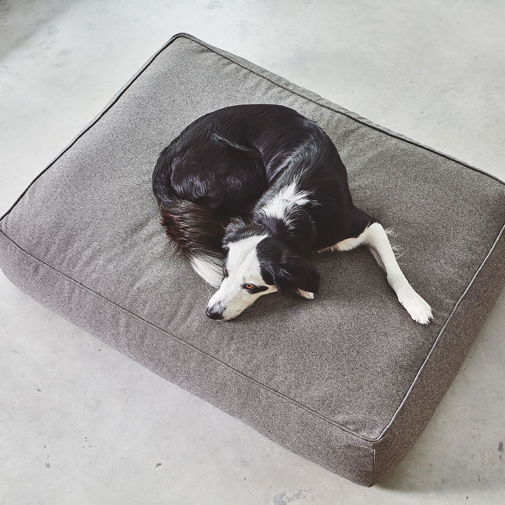 Stella Dog Lounge Pillow ML