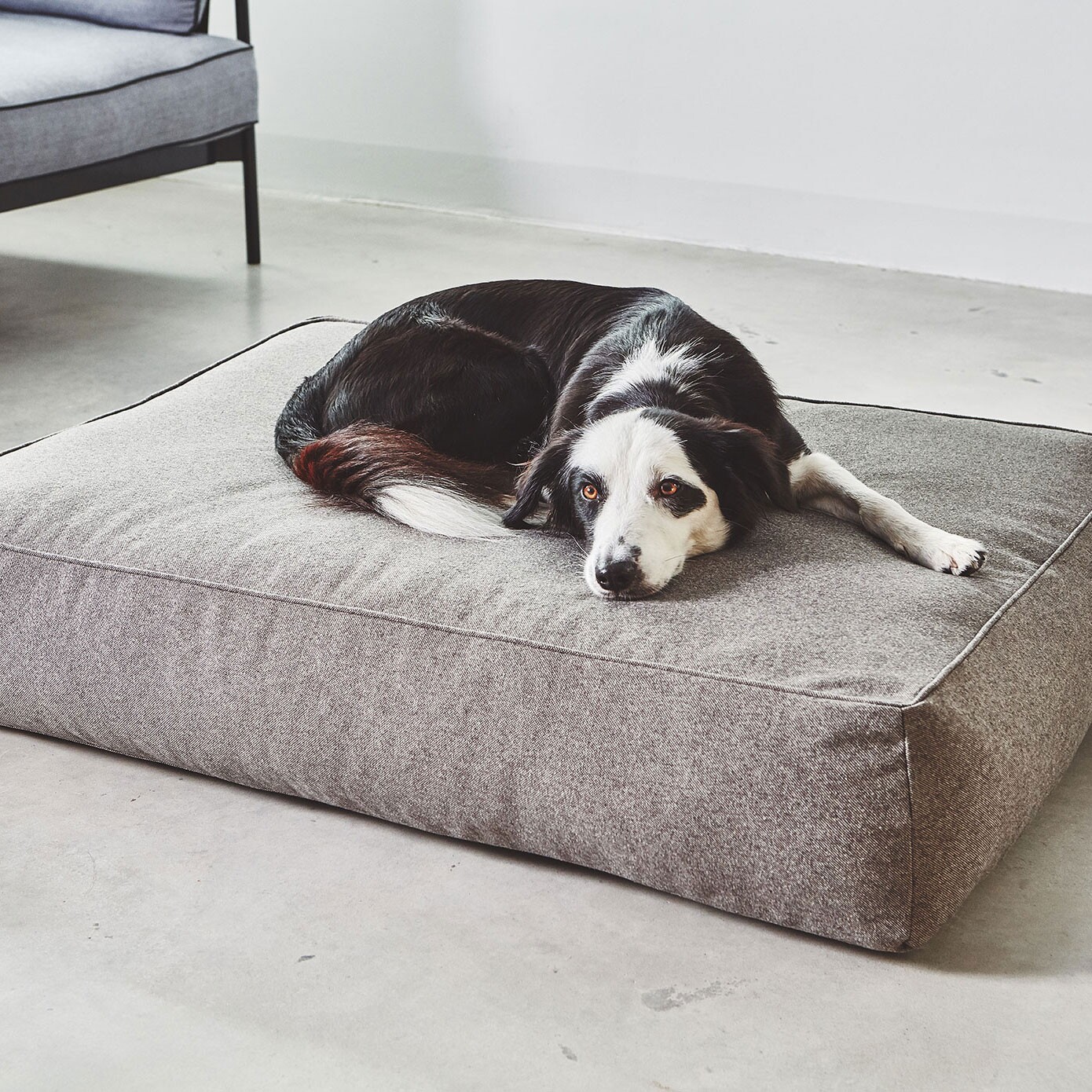 Stella Dog Lounge Pillow ML