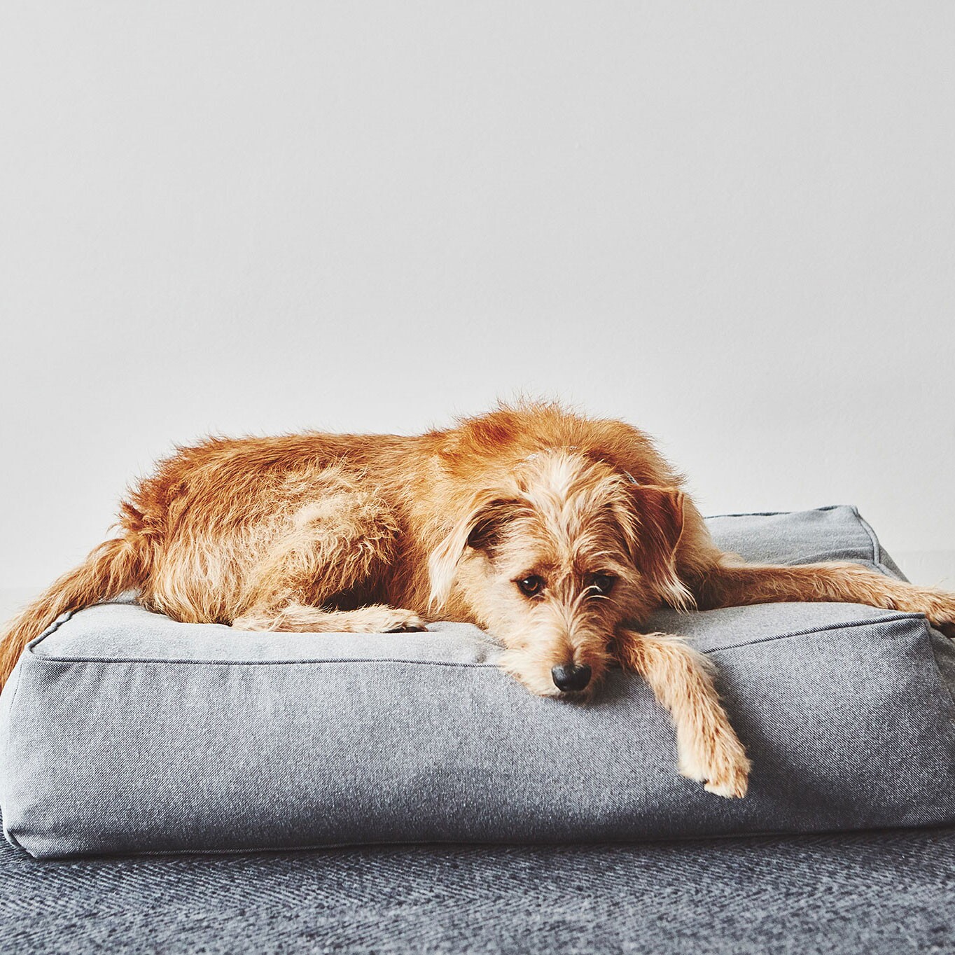 Stella Dog Lounge Pillow ML
