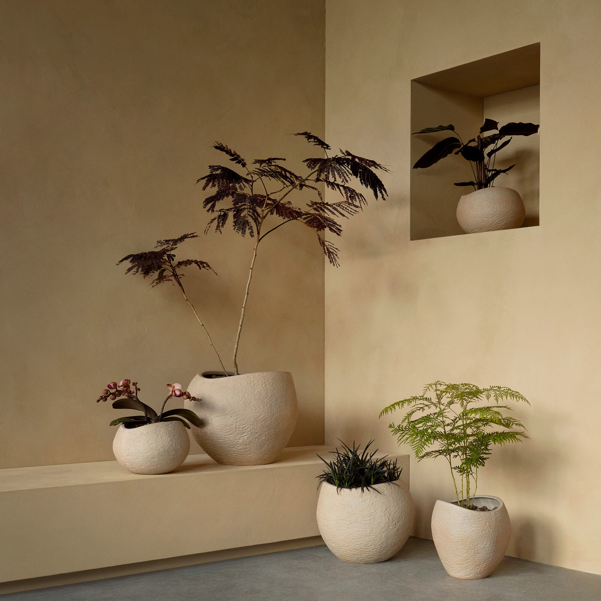 Plantas Planter