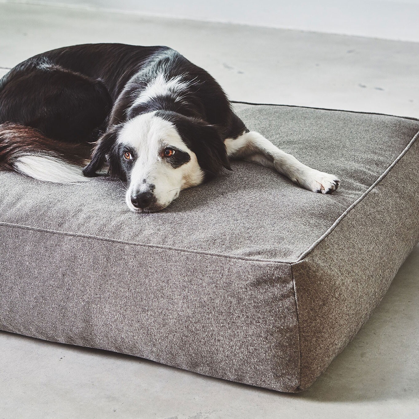 Stella Dog Lounge Pillow ML