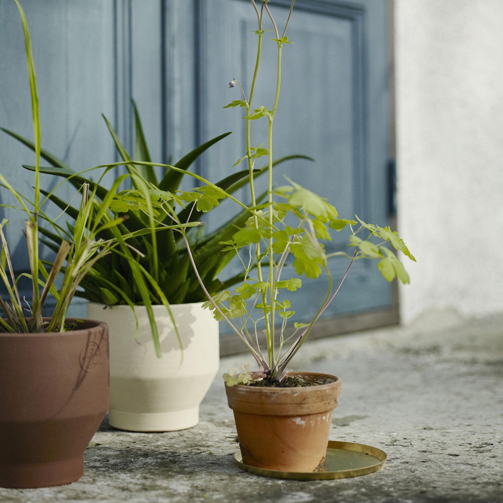 Skagerak Edge Brass Plate / Saucer