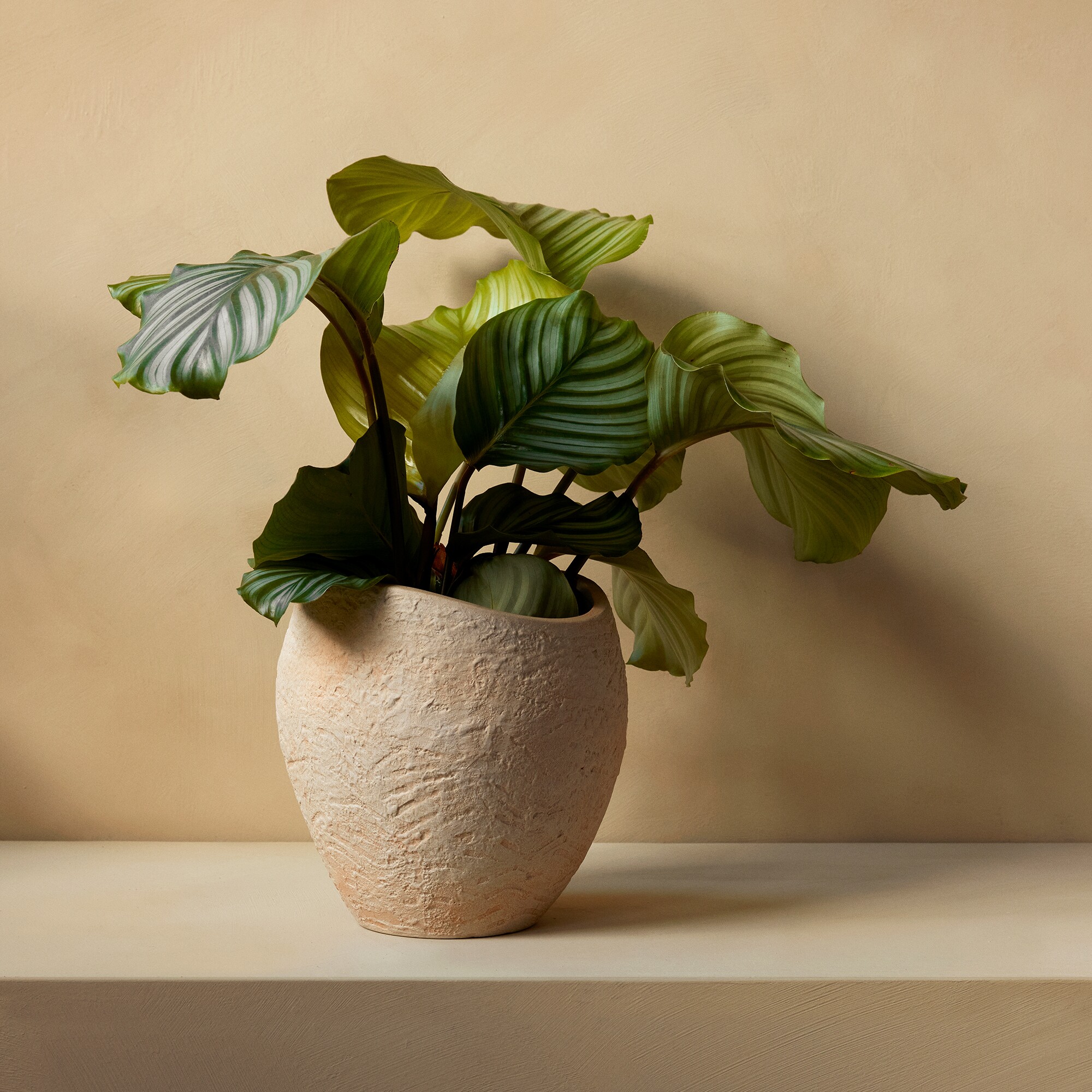 Plantas Planter
