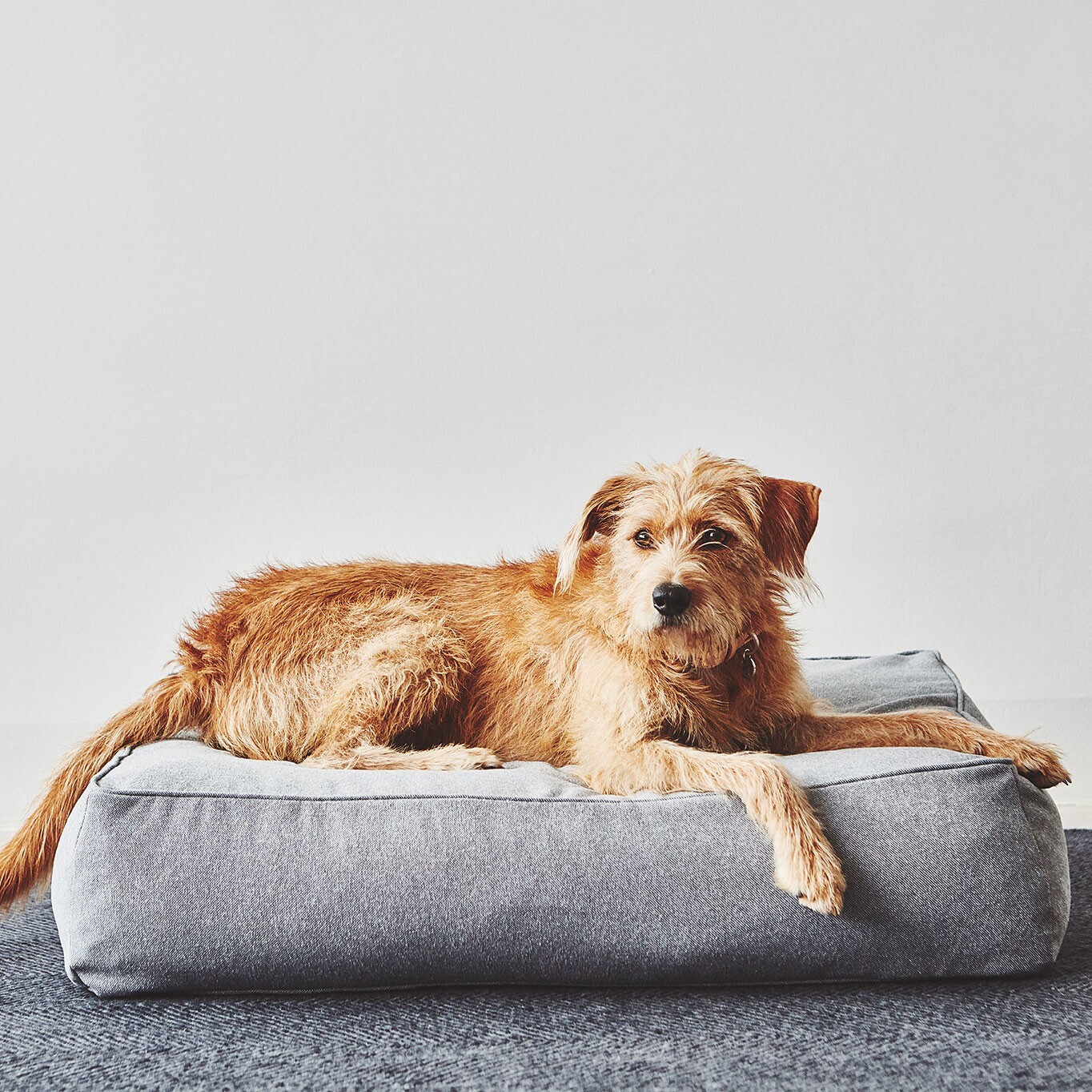 Stella Dog Lounge Pillow ML