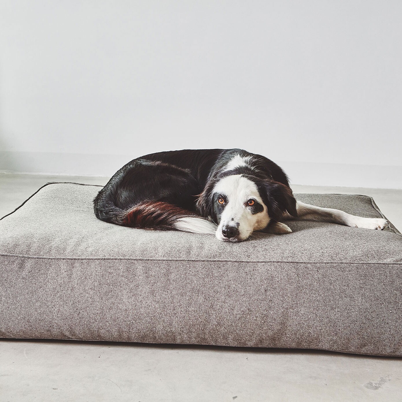 Stella Dog Lounge Pillow ML