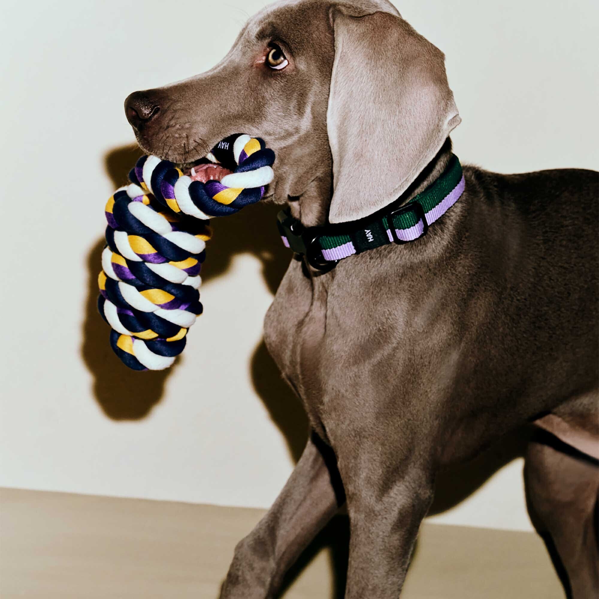 Rope Dog Toy