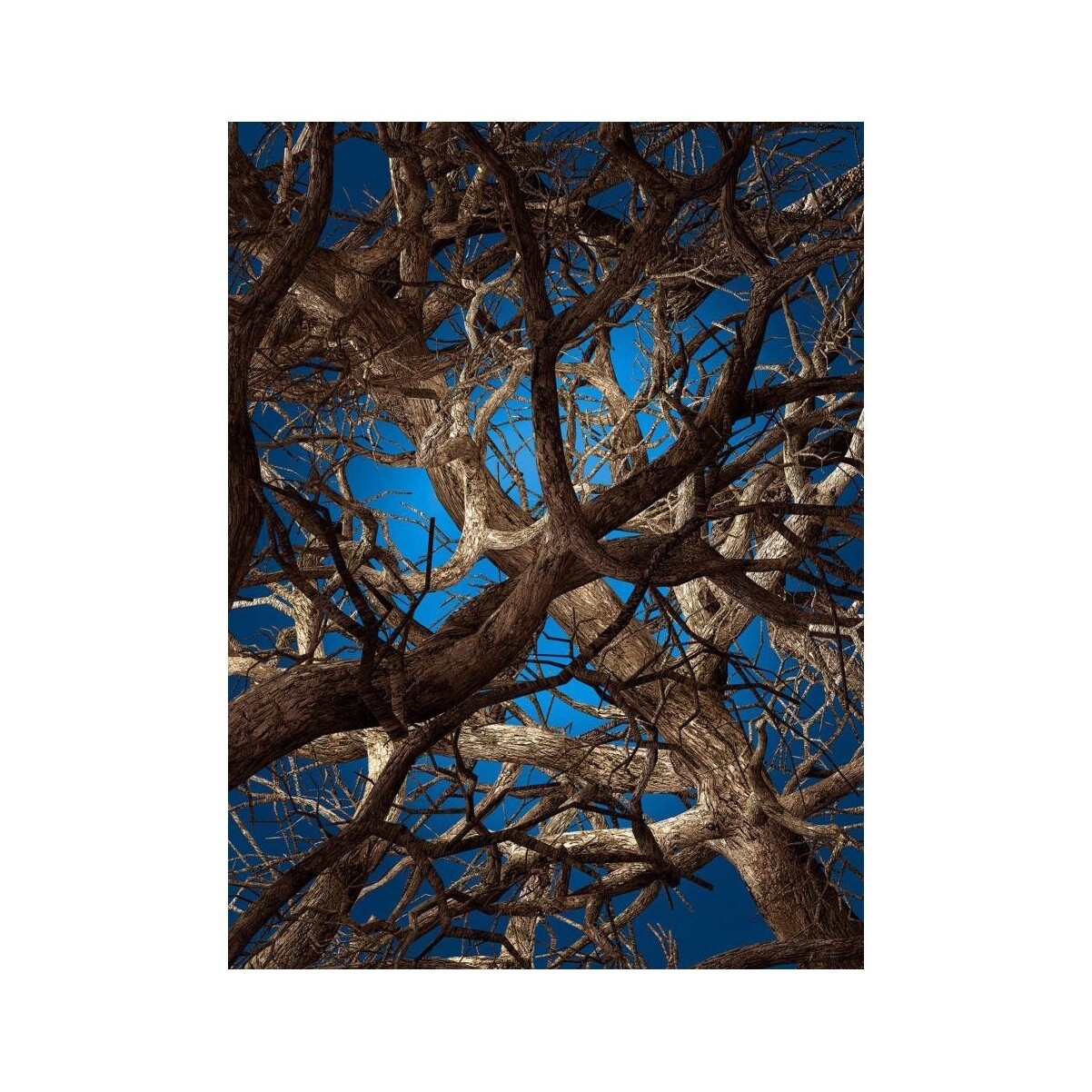 Liquid Maple Carpet Rectangle