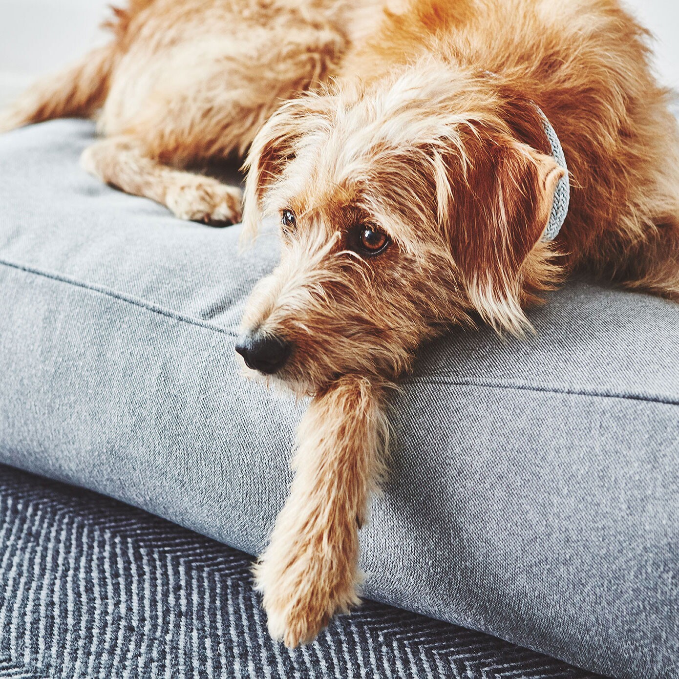 Stella Dog Lounge Pillow ML