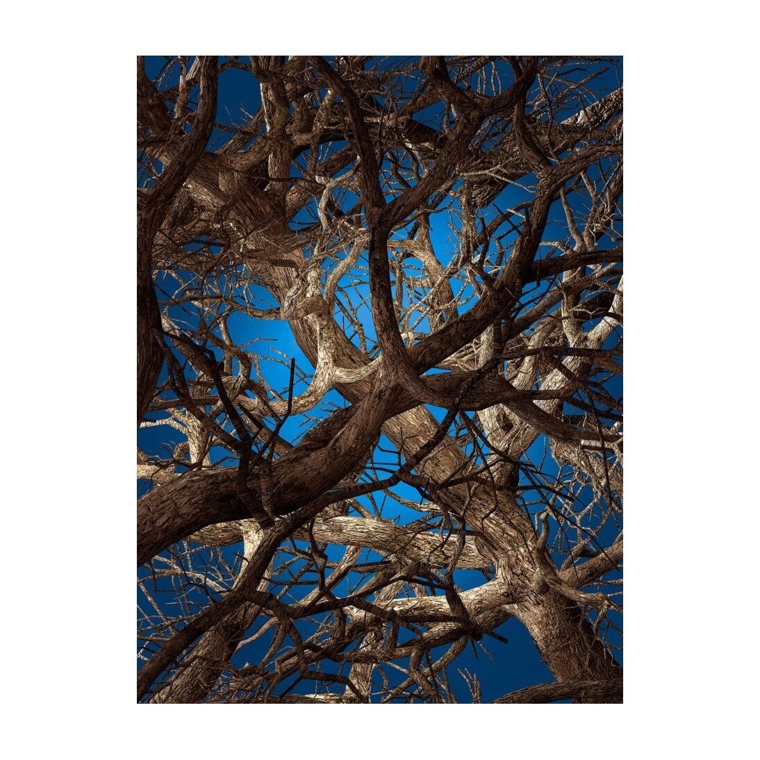 Liquid Maple Carpet Rectangle