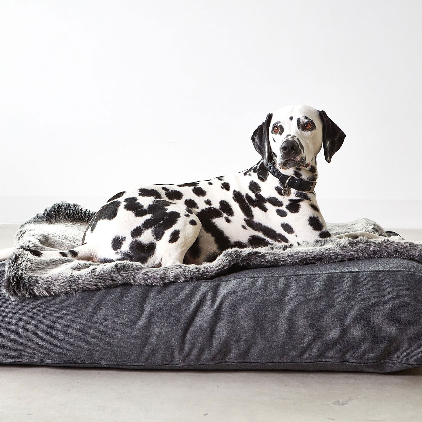 Stella Dog Lounge Pillow ML