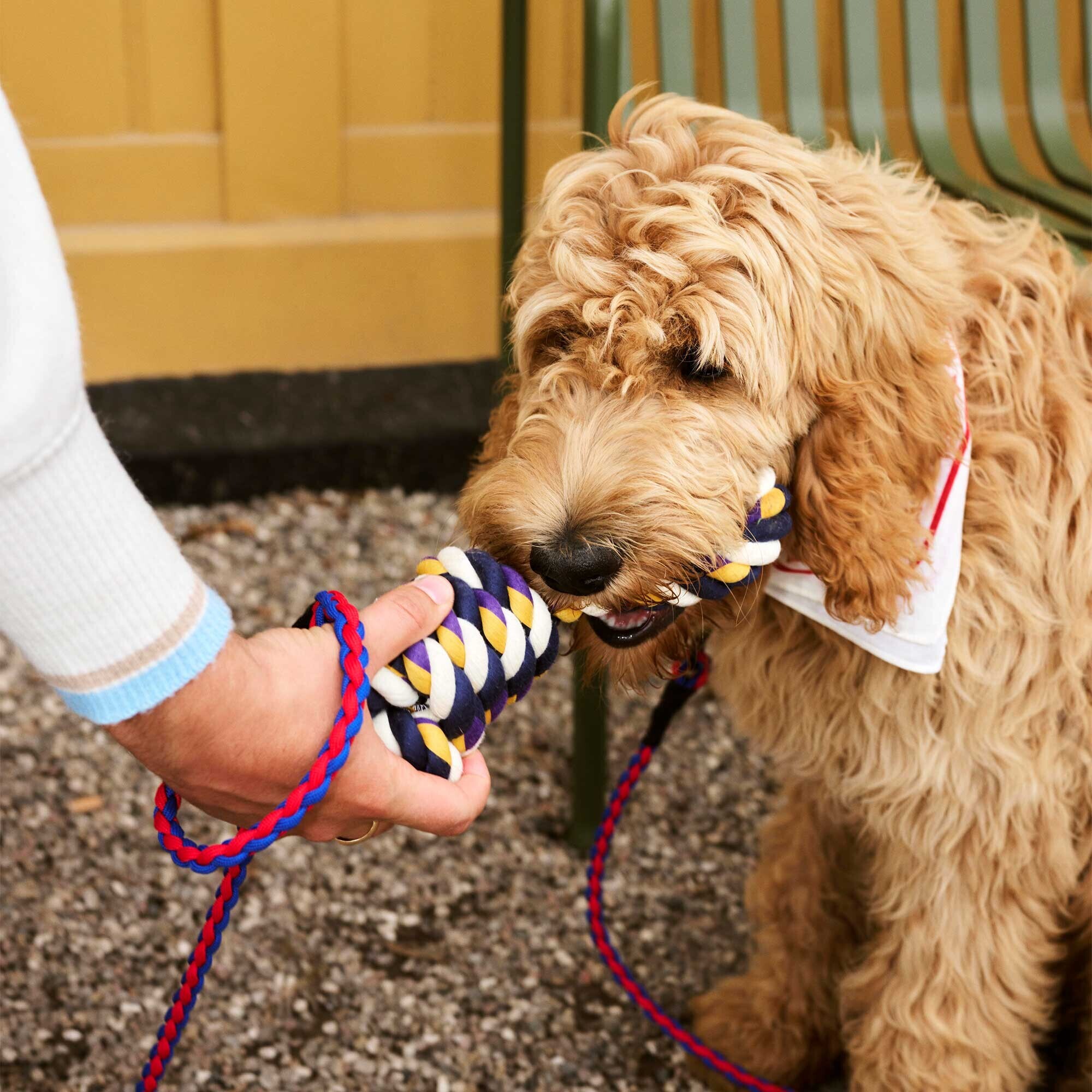 Rope Dog Toy
