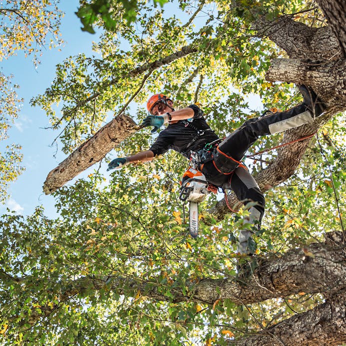 STIHL MSA 220 TC-O Top Handle Chainsaw