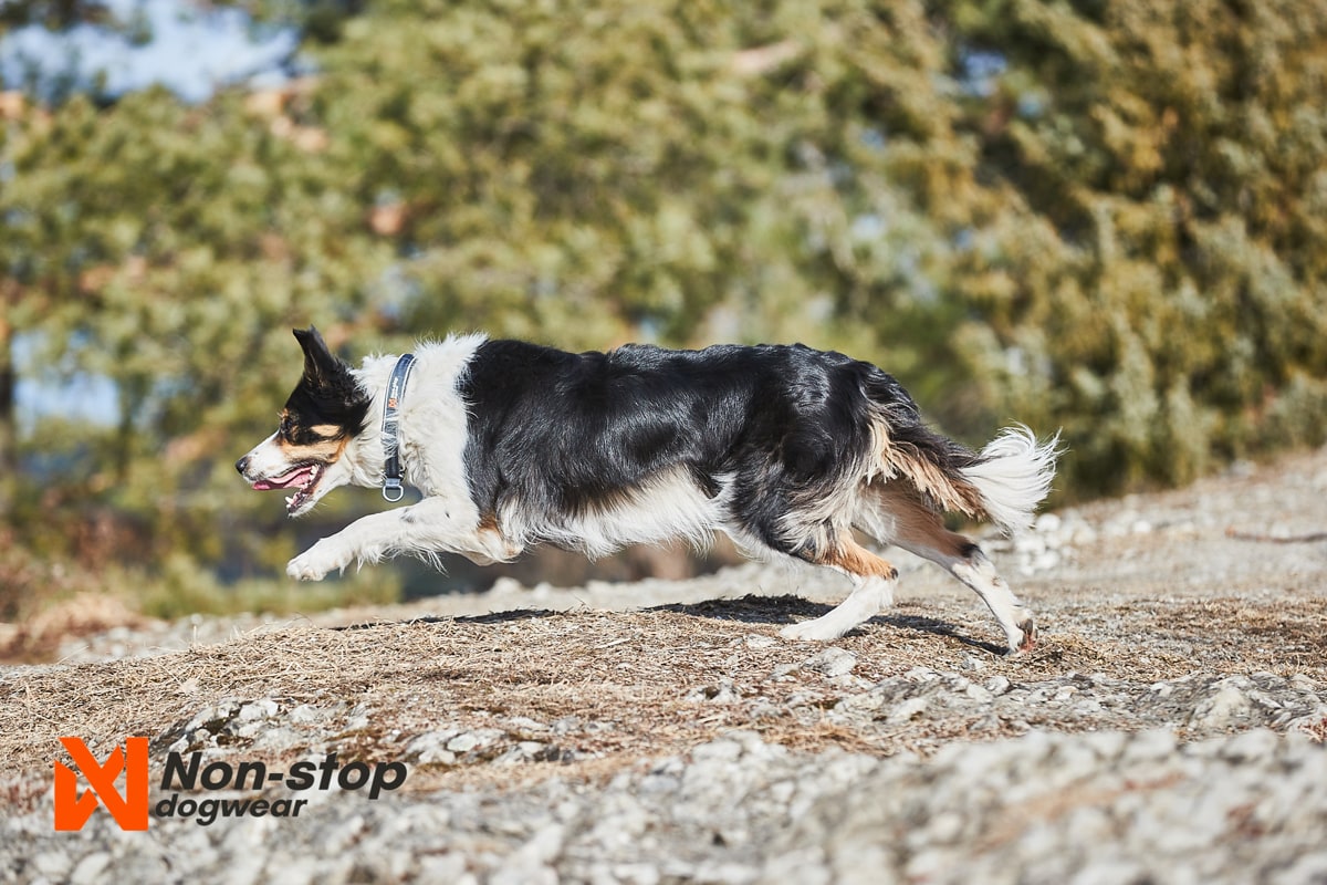 Non-stop Dogwear Cruise Collar Black
