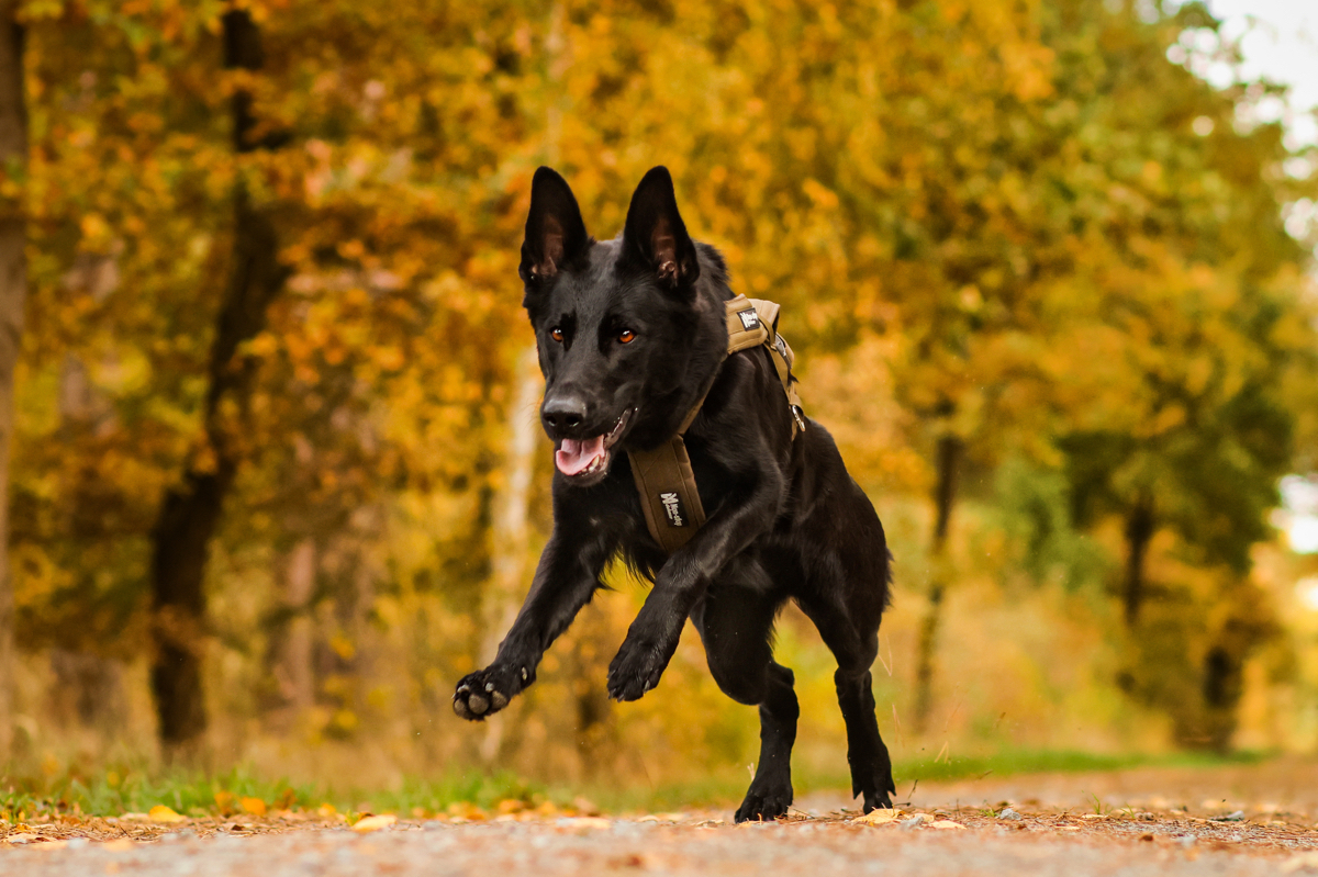 Non-stop Dogwear Freemotion Harness Defense Green