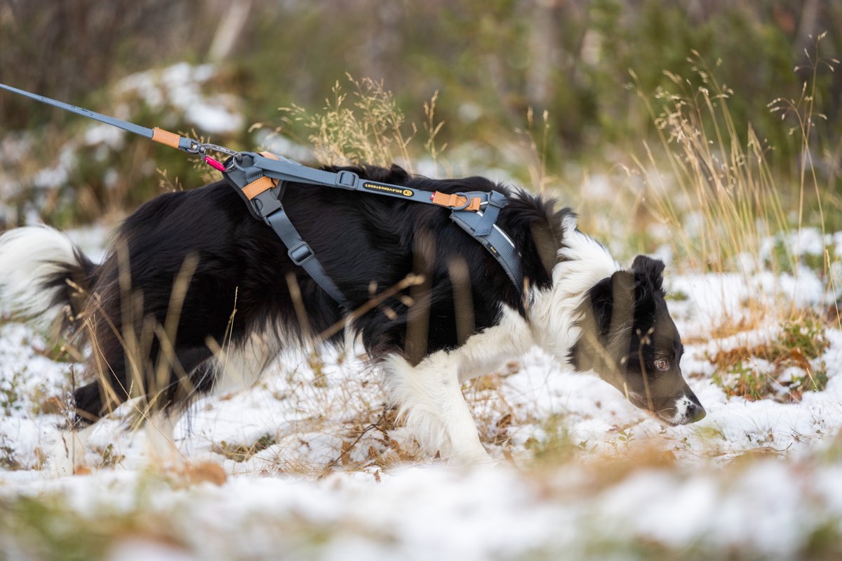 Trekreg dog harness Grå/brun XXS