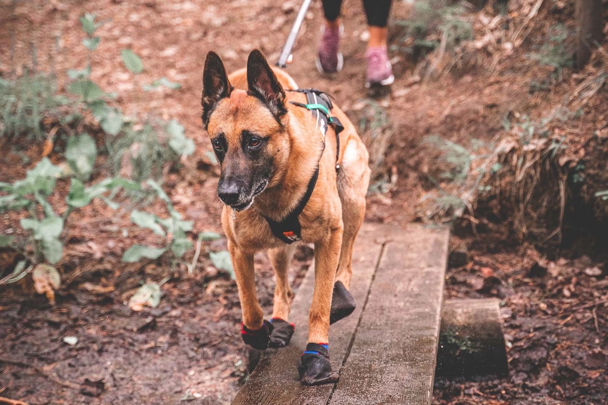 Non-stop Dogwear Solid Booties Black