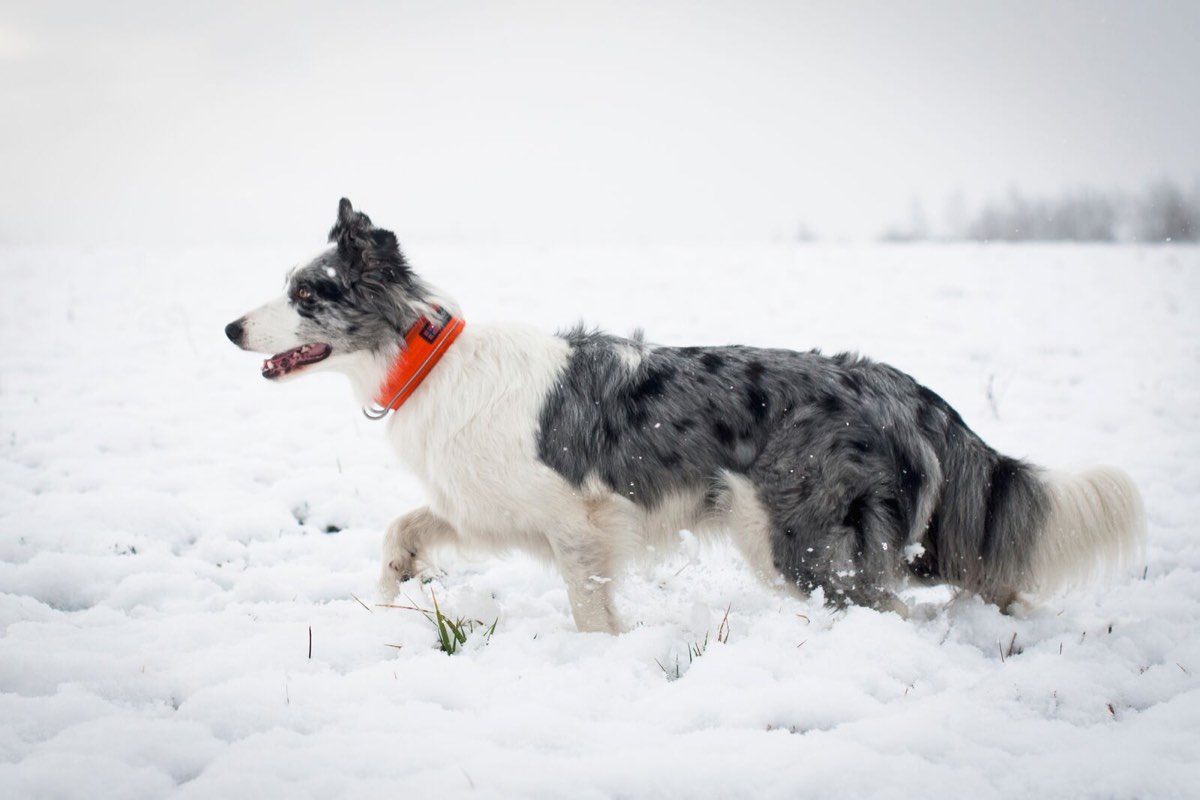 Non-stop Dogwear Safe Collar, Cm Orange