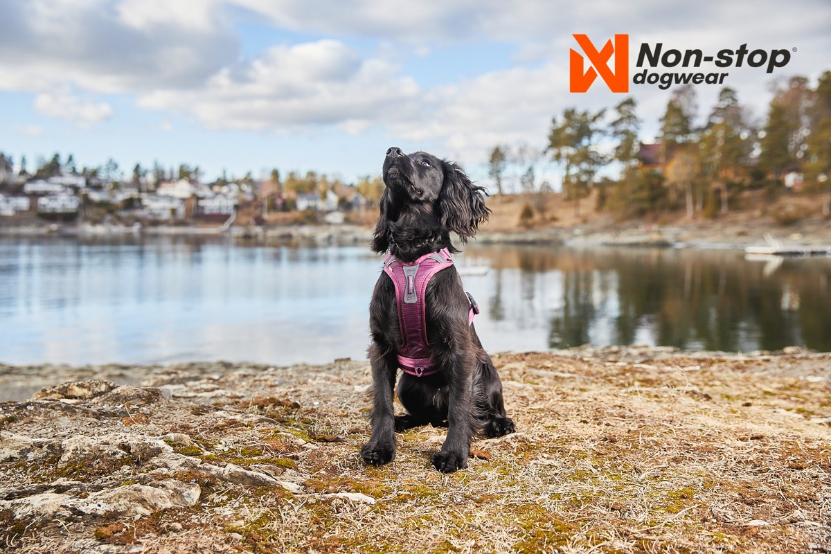Non-stop Dogwear Ramble Harness Orange