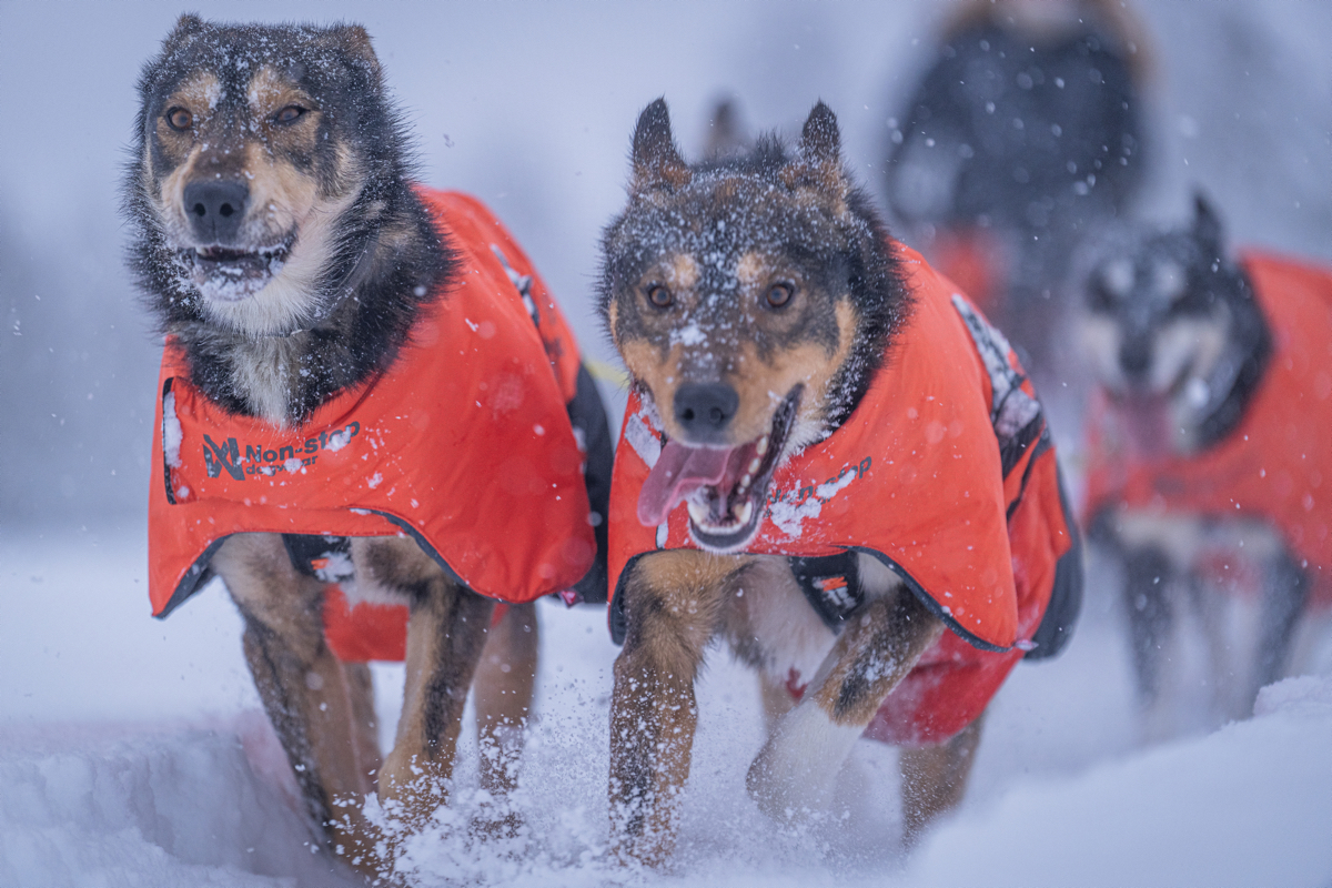 Non-stop Dogwear Long Distance + Jacket Orange