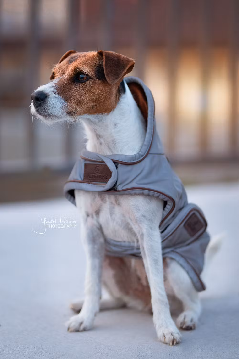 Dog coat reflective & water repellent silver XXL 74cm