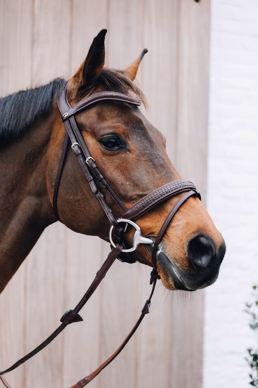 Plaited Flash Noseband Bridle with Pull back