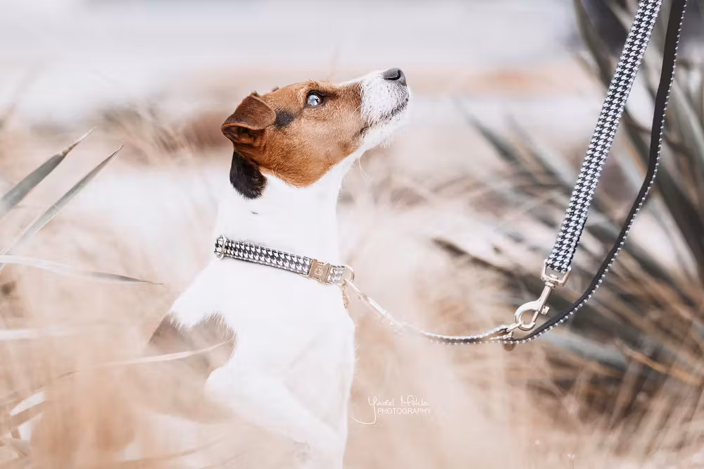 Dog Collar Pied-de-Poule black XL'45-75cm