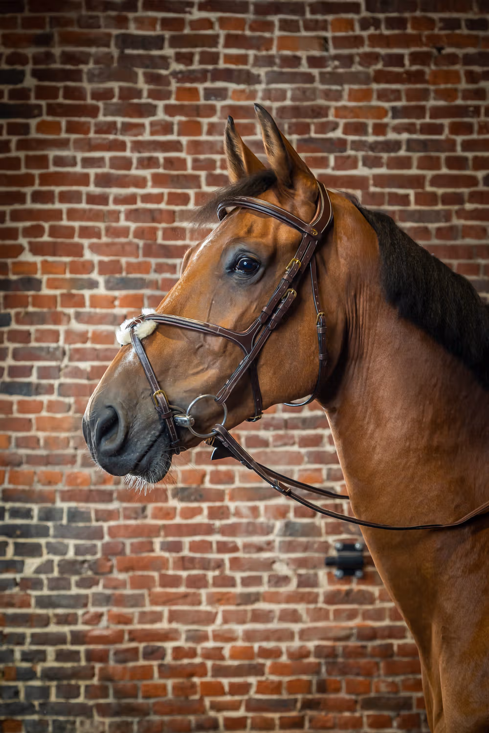 Figure 8 Noseband Bridle