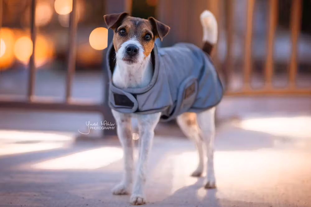 Dog coat reflective & water repellent silver XXL 74cm