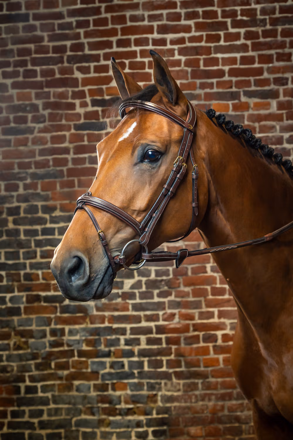 Flash Noseband Bridle