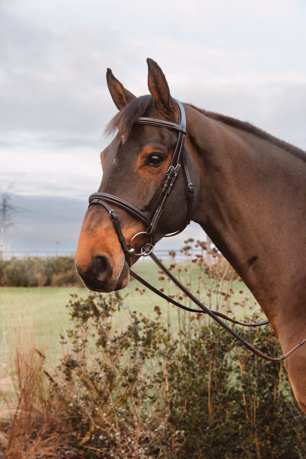 Rubber reins 1/2u2019u2019 with 7 leather stops, ring closur WO coll, Full/brown