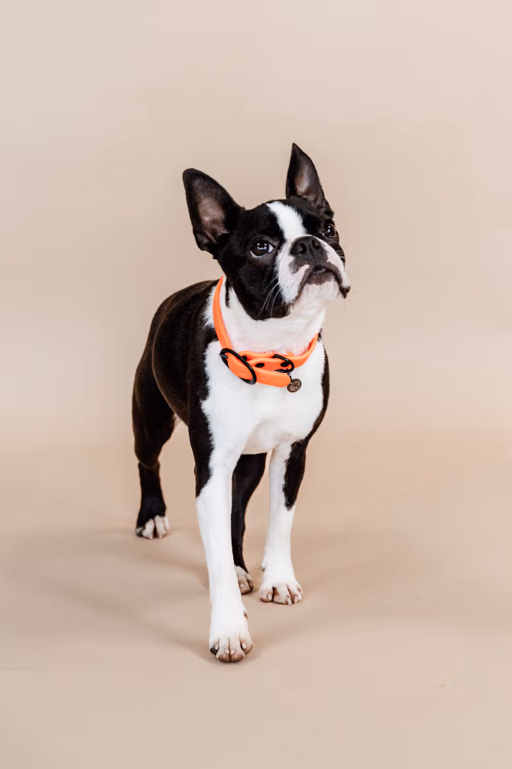 Dog collar soft rubber neon orange XS 37cm