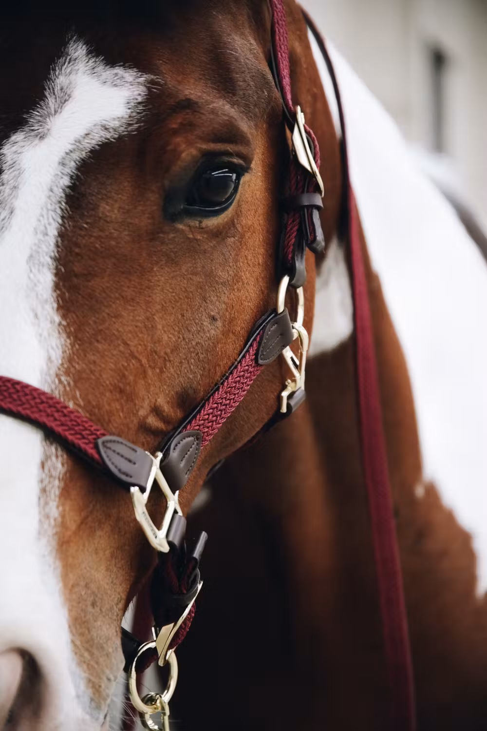 Plaited Nylon halter bordeaux Cob