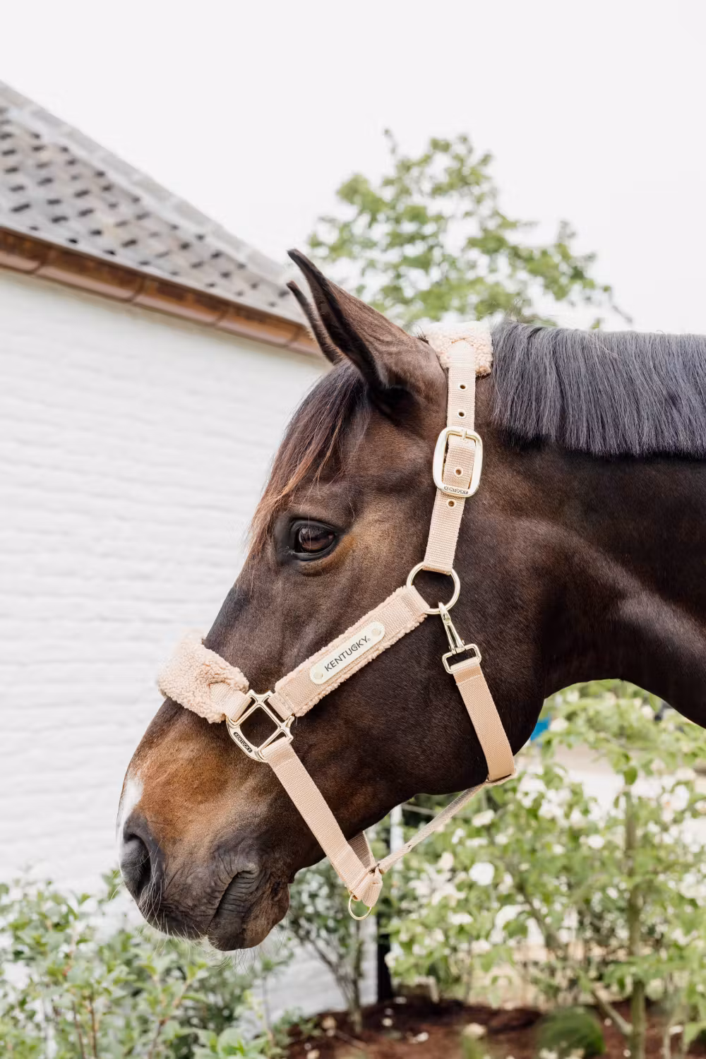 Teddy fleece Halter beige Pony