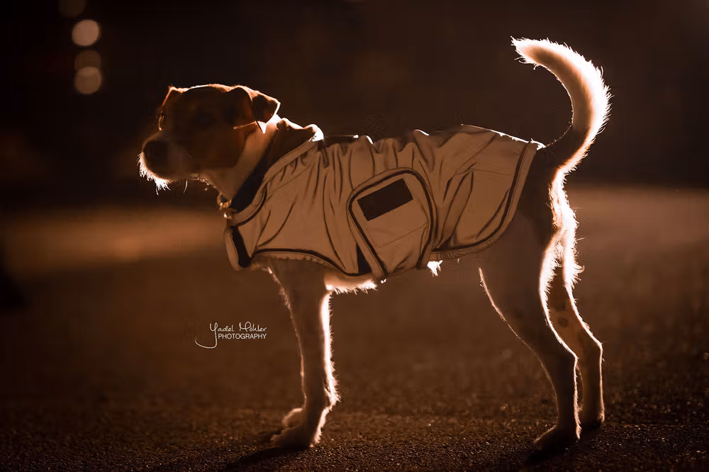 Dog coat reflective & water repellent silver XXL 74cm