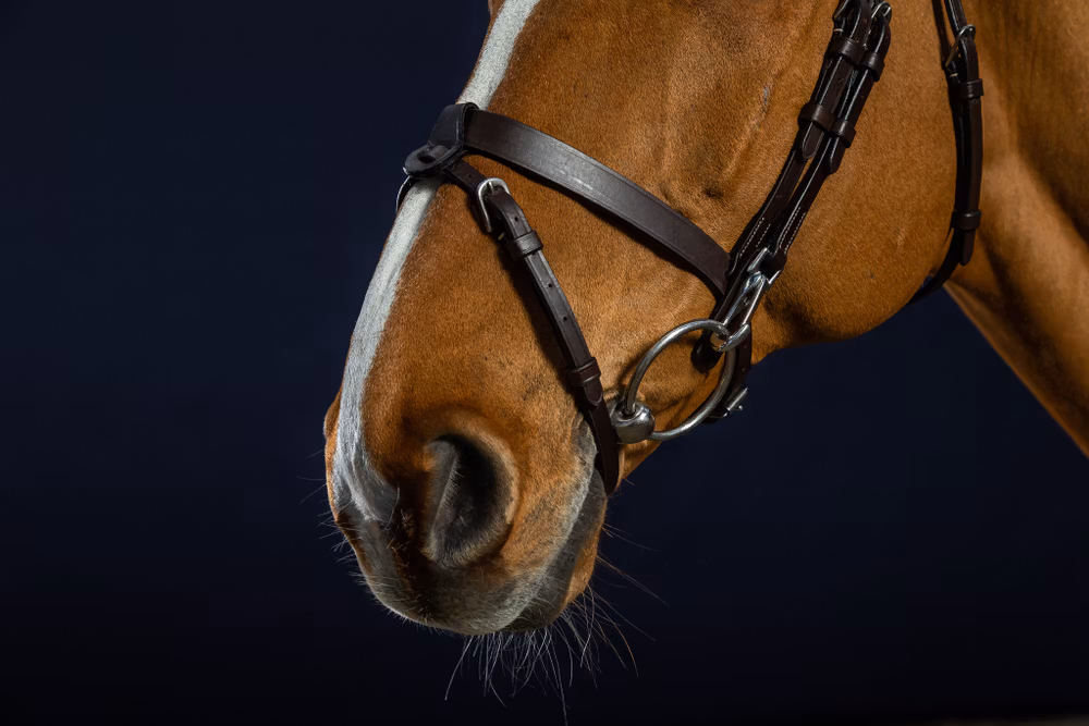 Flat Leather Bridle With Snap Hooks