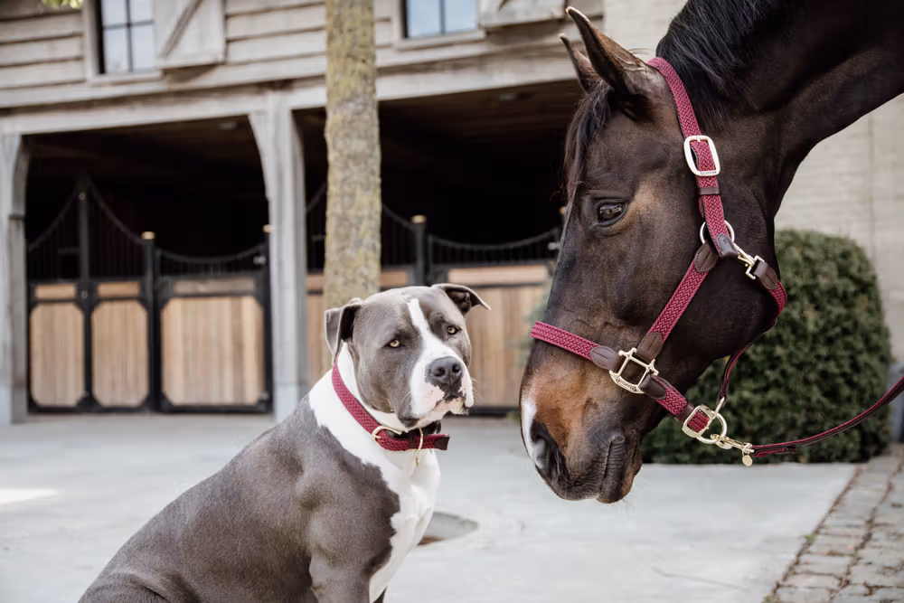 Plaited Nylon halter bordeaux Cob