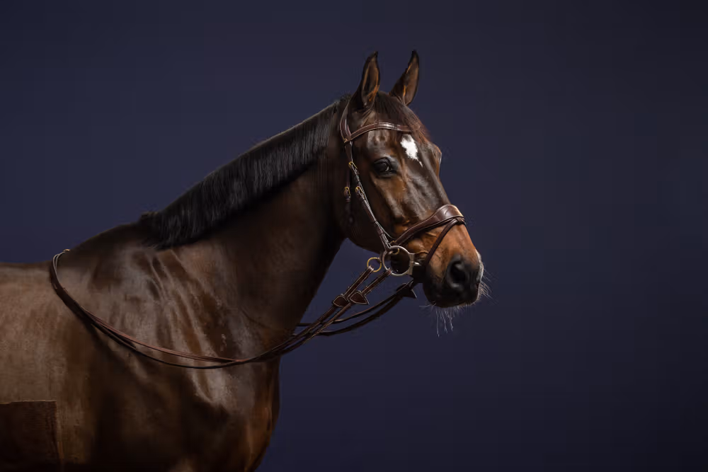 D Motion Bridle